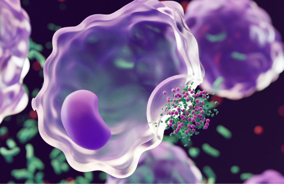 Un nuevo mecanismo implicado en el control de la inflamación