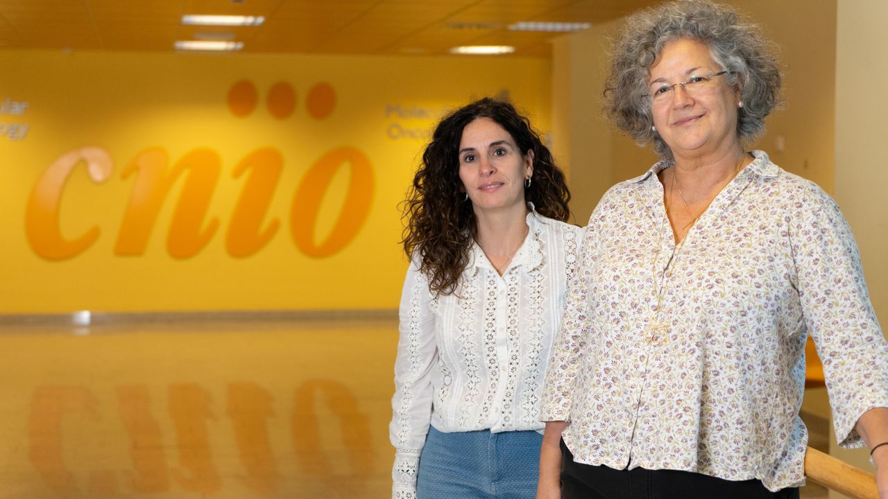 Investigadoras del CNIO identifican los genes que activan el escudo inmunitario contra el cáncer de páncreas - La Voz de Galicia