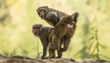 La homosexualidad en primates es una estrategia de supervivencia que comenzó hace 40 millones de años