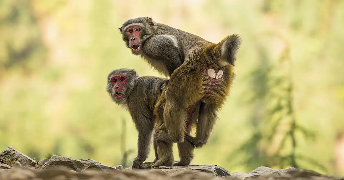 La homosexualidad en primates es una estrategia de supervivencia que comenzó hace 40 millones de años