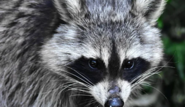 Mapache con rabia muerde a una persona en condado de Orange