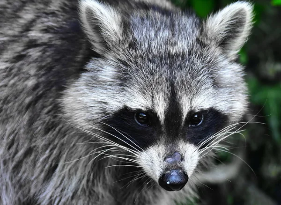 Mapache con rabia muerde a una persona en condado de Orange