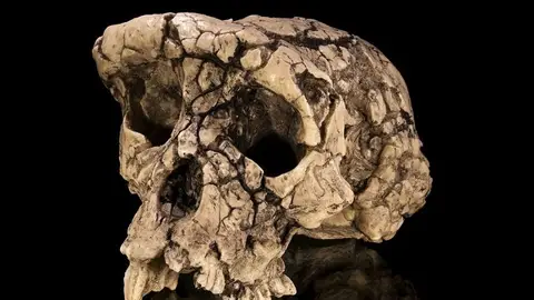 Molde del cráneo holotipo Sahelanthropus tchadensis TM 266-01-060-1, apodado Toumaï, en vista facio-lateral.