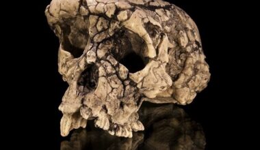 ¿Cuándo empezamos a caminar a dos patas? Una nueva pieza del puzle, el desconocido Sahelanthropus - Aparici en Órbita - Más de uno