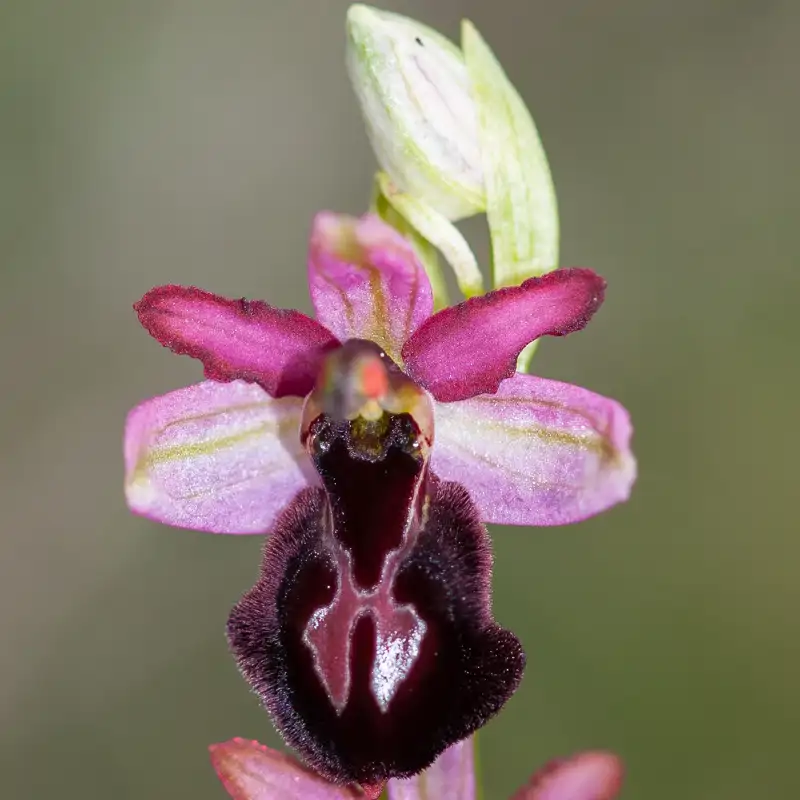 Ophrys catalaunica