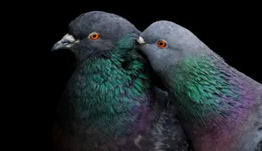 Entrenan palomas y descubren que puede detectar cáncer con un 99% de acierto