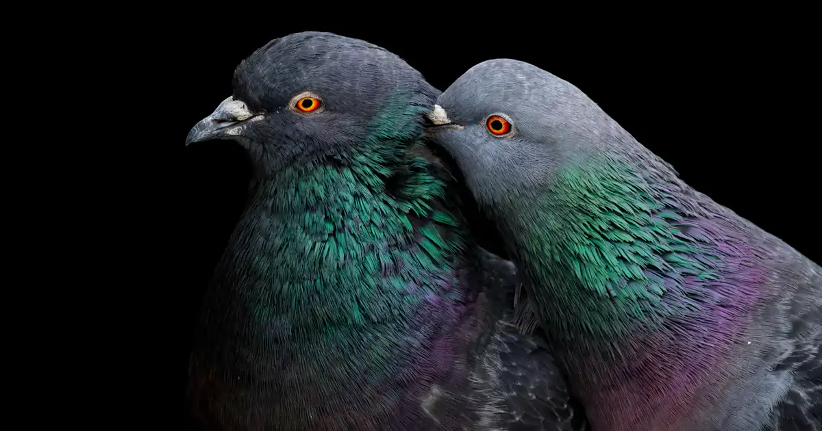 Entrenan palomas y descubren que puede detectar cáncer con un 99% de acierto