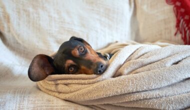 ¿Cómo proteger a tu perro o gato en invierno? — idealista/news