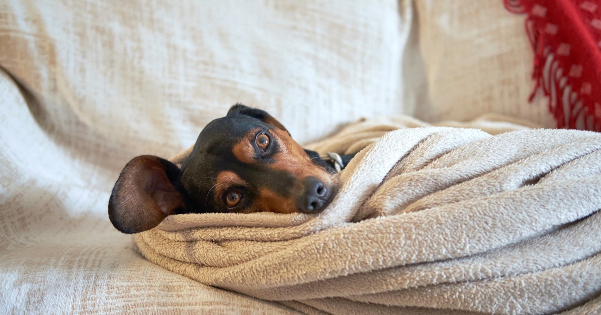 ¿Cómo proteger a tu perro o gato en invierno? — idealista/news