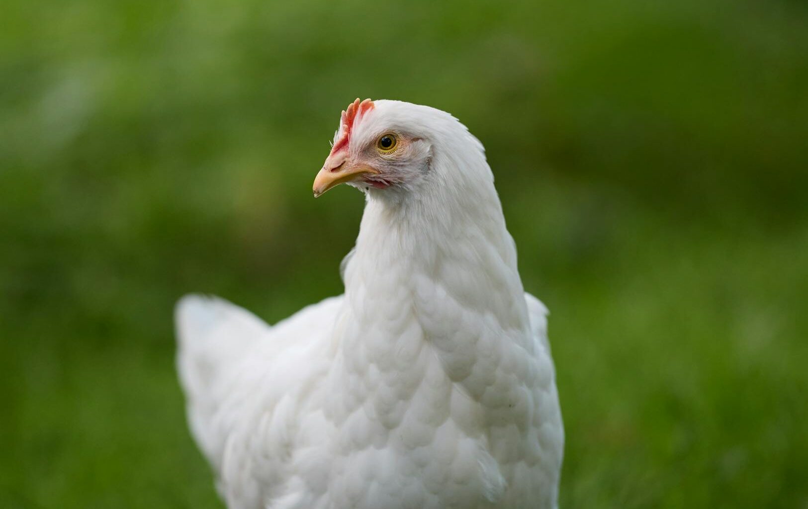 close up of a white hen on green grass