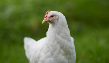 close up of a white hen on green grass