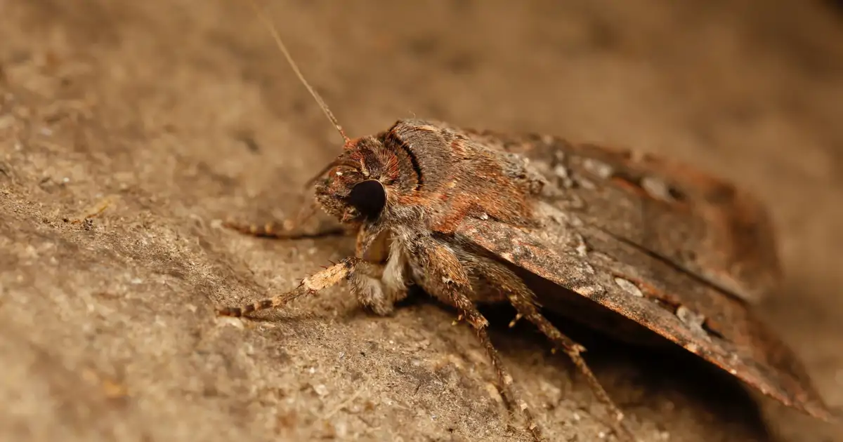 Las polillas Bogong siguen las estrellas como si fuesen los Reyes Magos