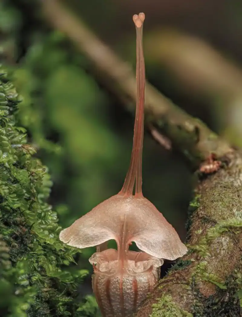 Thismia selangorensis