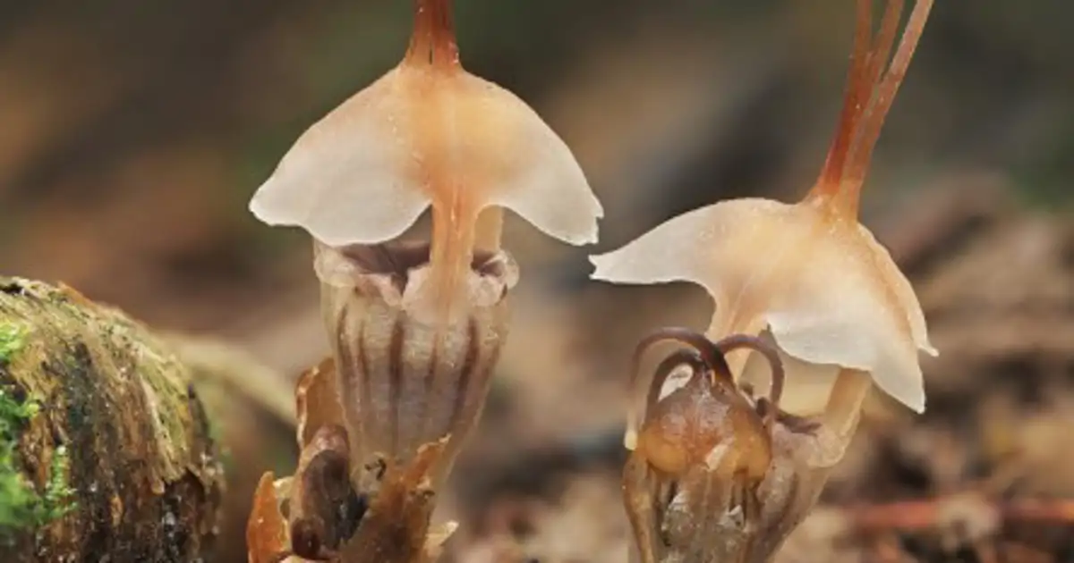 Esta planta parece salida de un cuento de hadas y solo vive en un rincón oculto del mundo