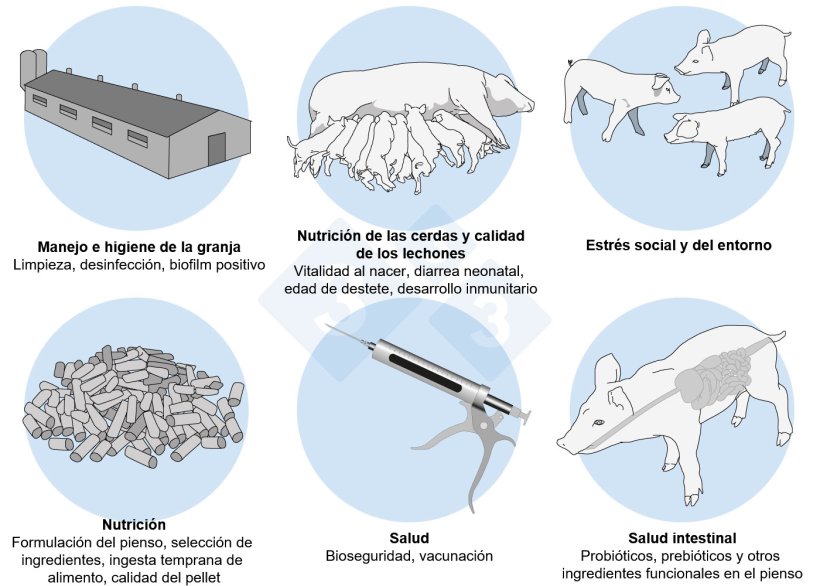 Figura 2. Un enfoque holístico para abordar el desafío multifactorial tras el destete.