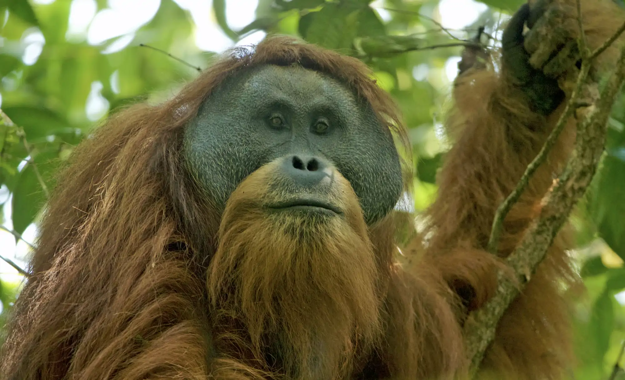 Un orangután de Tapanuli