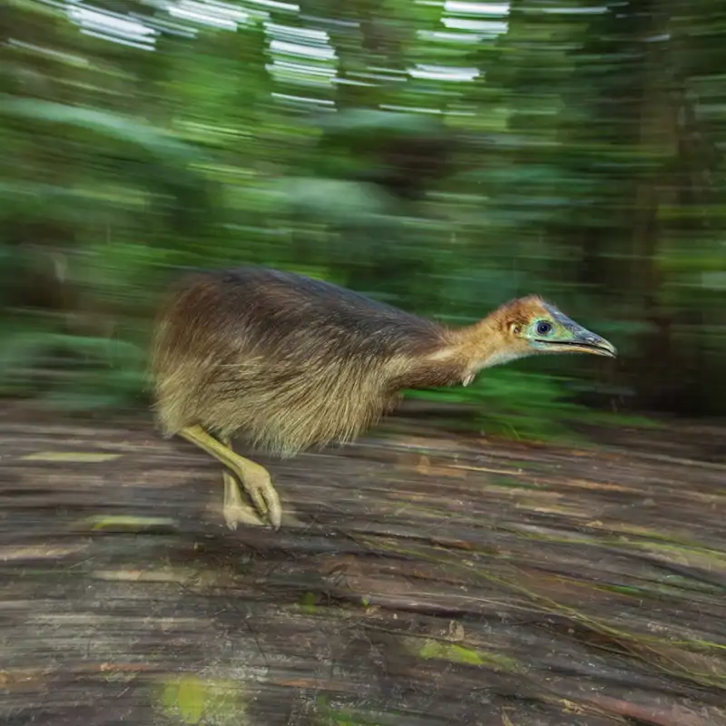 Un polluelo de casuario corre a buscar una fruta que oyó caer al suelo. Los polluelos de casuario comen una mezcla de frutas caídas, insectos y pequeños invertebrados.