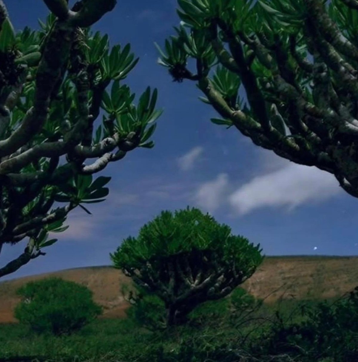 Imágenes del concurso de fotografía de La Voz. Foto: @chalo19755