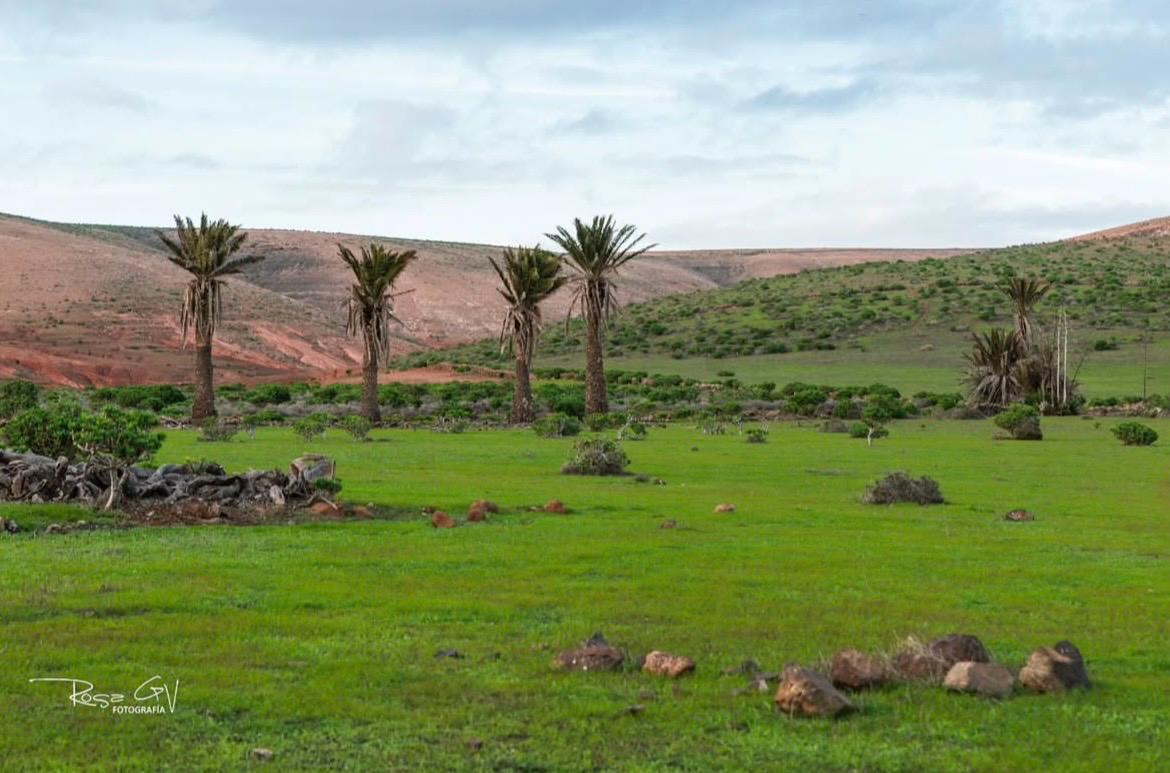 Imágenes del concurso de fotografía de La Voz. Foto: @rosagvnocturnas
