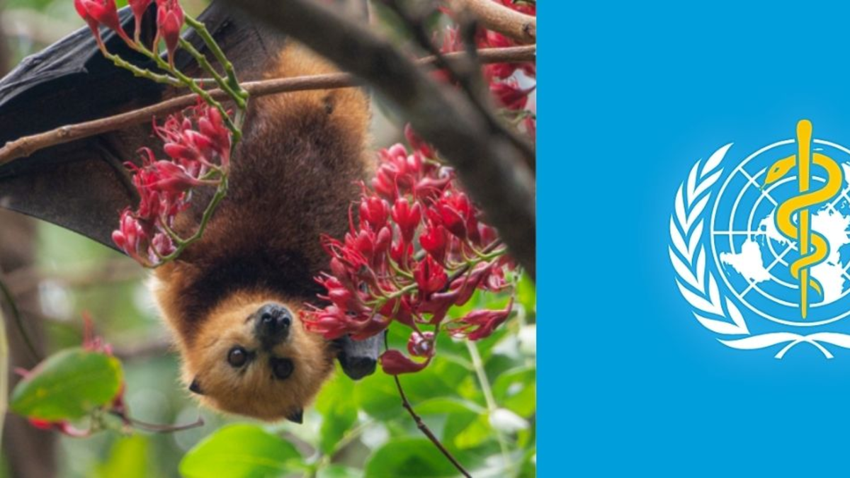Muere una enfermera en la India tras un mes contagiada por el virus Nipah: OMS responde