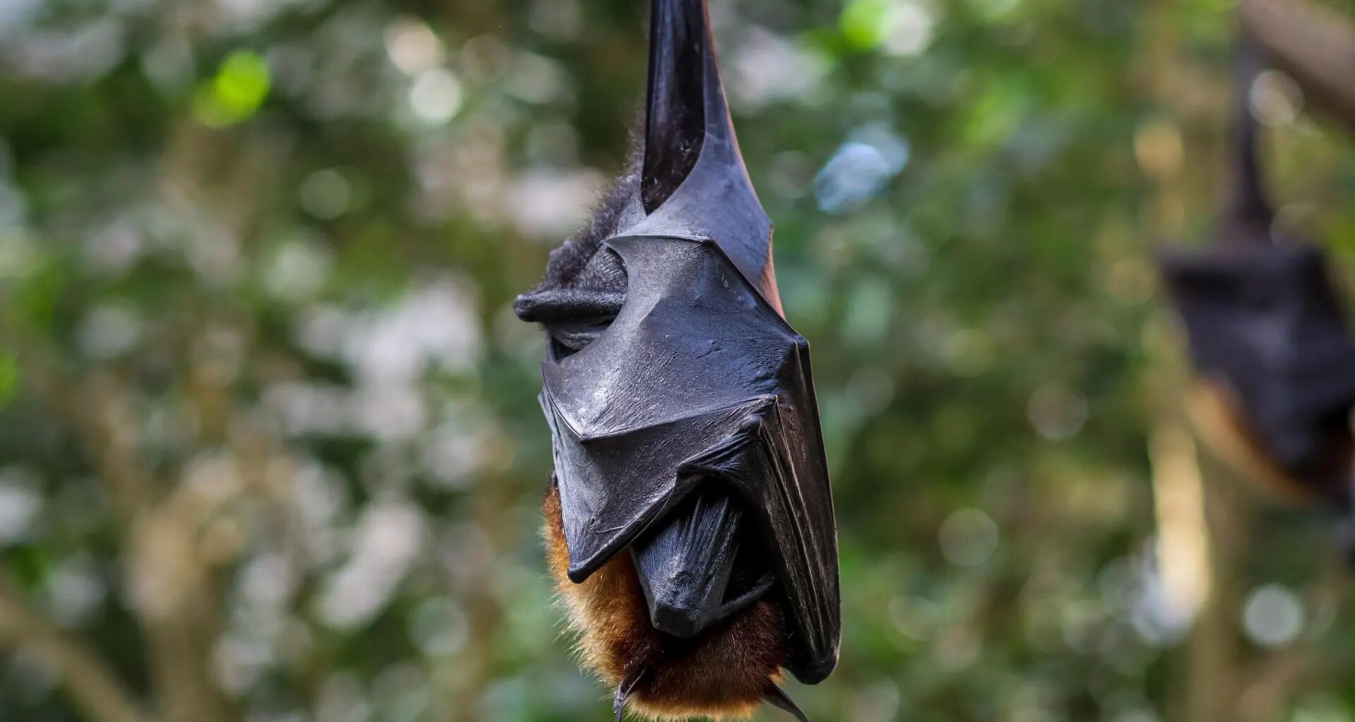 Un nuevo virus en murciélagos de Bangladesh, similar al Nipah, está mutando y volviéndose más letal