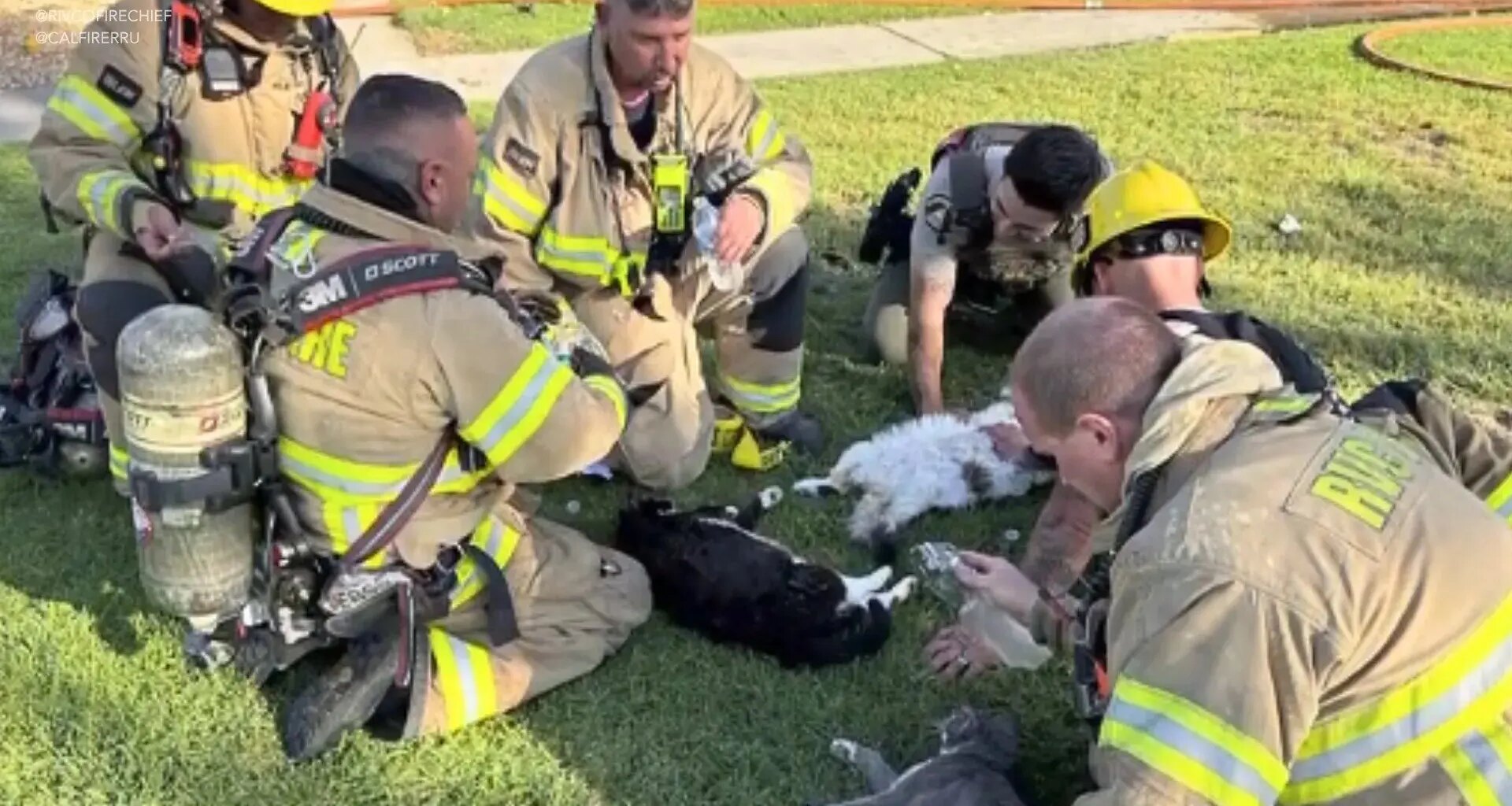 Bomberos rescatan de un incendio a cuatro gatos y les salvan la vida con masaje cardiaco y oxígeno: "No podíamos dejarlos allí"