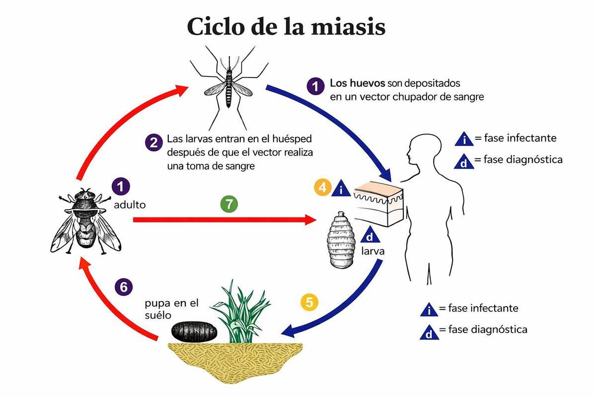 Ciclo de la miasis cutánea