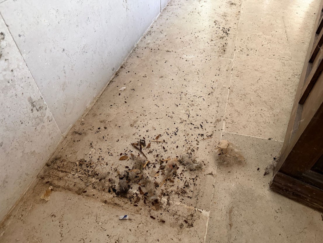 Restos de suciedad y de animales debajo de uno de los bancos del claustro.