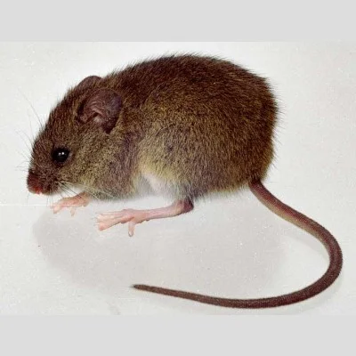 El Colilargo, el ratón silvestre de Chile y Argentina que podría estar detrás de los casos de hantavirus