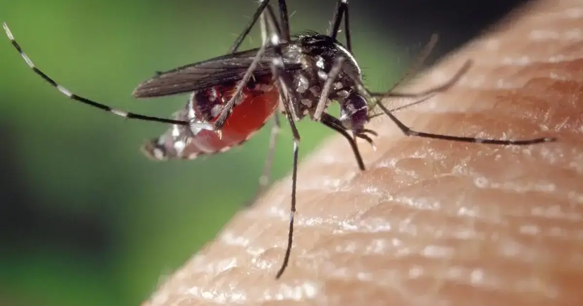 Presentada una guía para la prevención y el control del mosquito tigre, presente en 72 municipios vascos