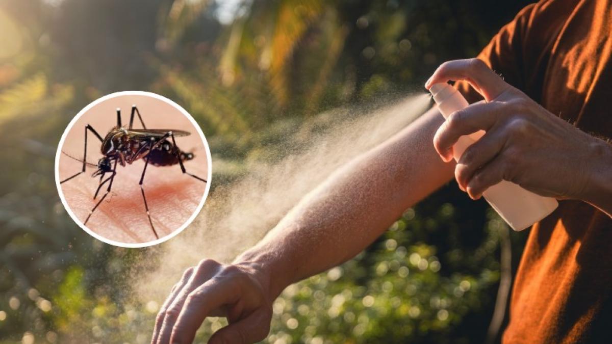 La paradoja de soltar mosquitos para acabar con los mosquitos: China lo hace con depredadores y Elche con 2,4 millones de machos estériles