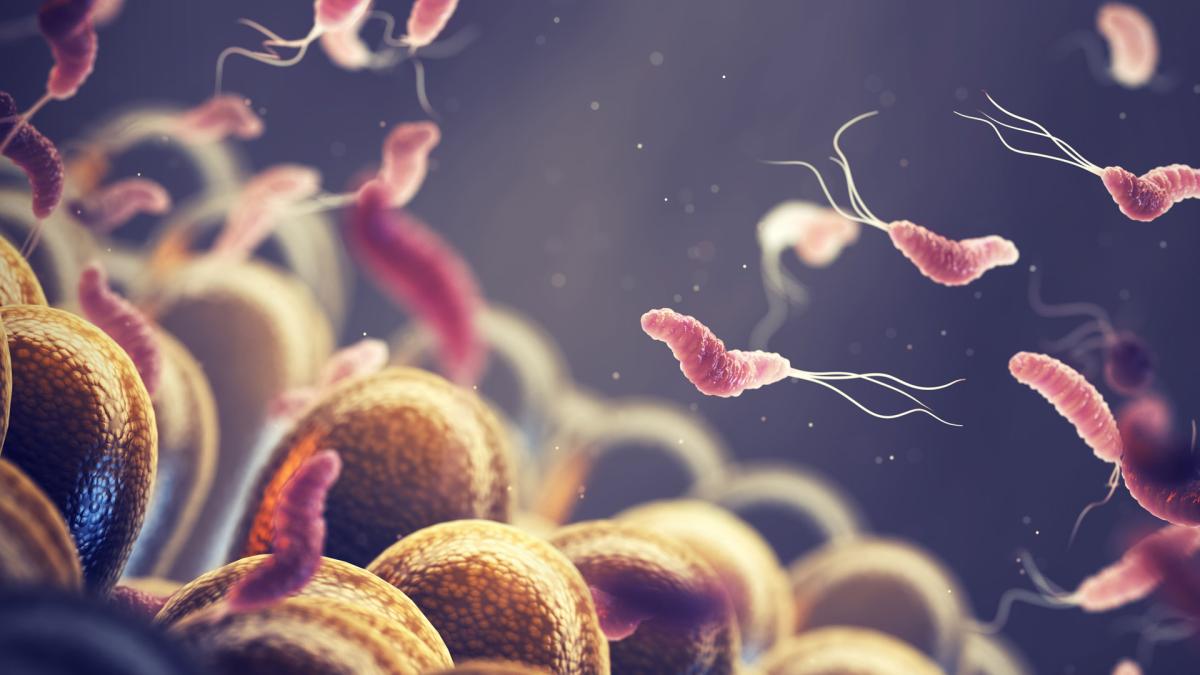 Crece la resistencia de 'Helicobacter pylori' a los antibióticos más usados, según un estudio europeo con liderazgo español