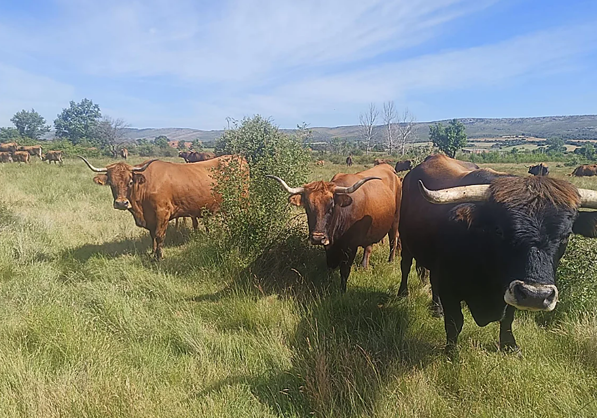 El calor tumba las cosechas vascas y reduce la producción de leche