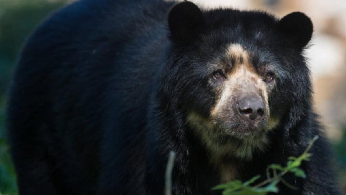 'El jardinero del bosque': el documental que retrata el rol del oso de anteojos en la protección de los páramos y el agua