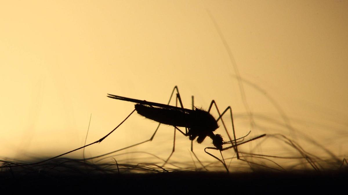 ¿Por qué los mosquitos te pican solo a ti? Una explicación médica