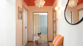 Un perro blanco y negro con pañuelo morado se sienta en un pasillo con techo naranja, paredes claras y suelo de madera. Hay puertas, un espejo ovalado y un cojín rayado.
