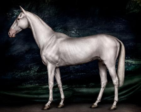 ‘Horses (II) Urtasaray’, Uzbekistán, 2023. Impresión digital