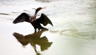Last days of the cormorant: 10 EU countries want open season on fish-eating bird – POLITICO