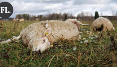 Sudet tappoivat kuusi lammasta Jokioisilla – "Lampaat siirrettiin heti toiselle laitumelle, sillä todennäköisesti susi tulee takaisin" | Paikalliset