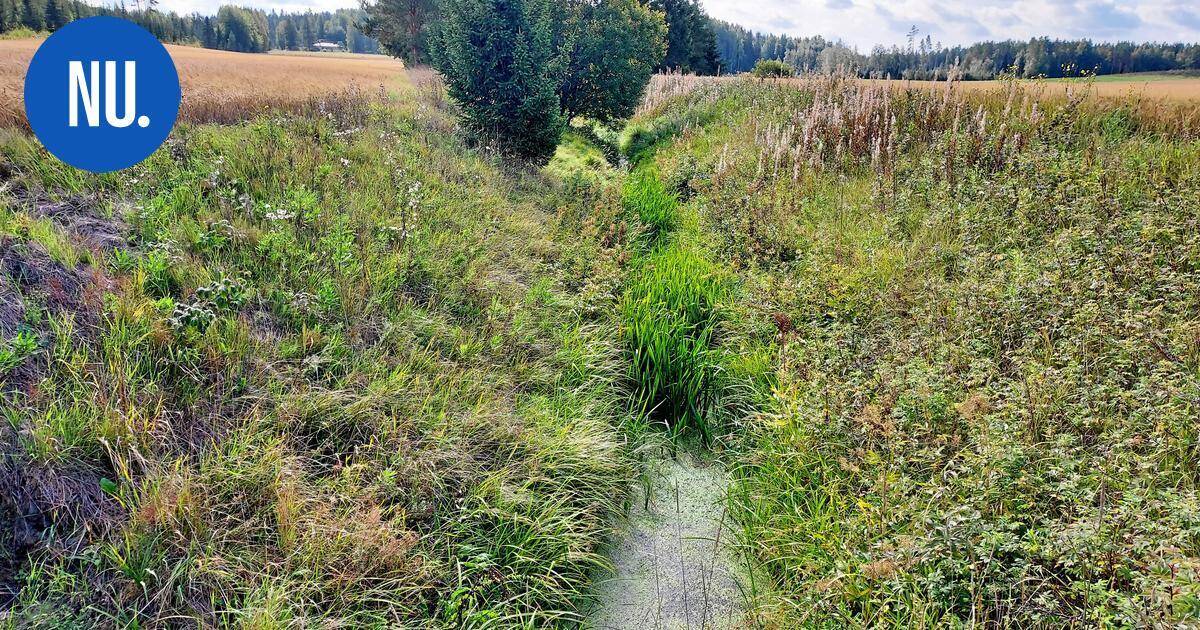 Luonto | Nurmijärvellä torjutaan tulvia viivyttämällä vesiä – "Hyötyä luonnolle ja viljelyksille" | Paikalliset