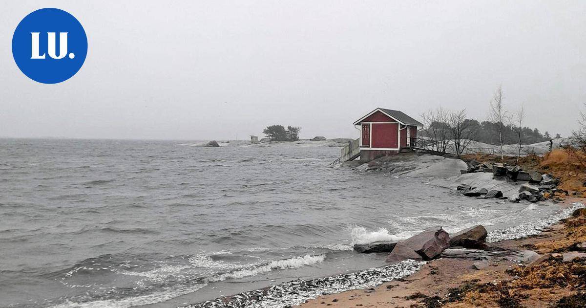 Ympäristö | Hangon tammikuisten kalakuolemien syy selvisi | Paikalliset