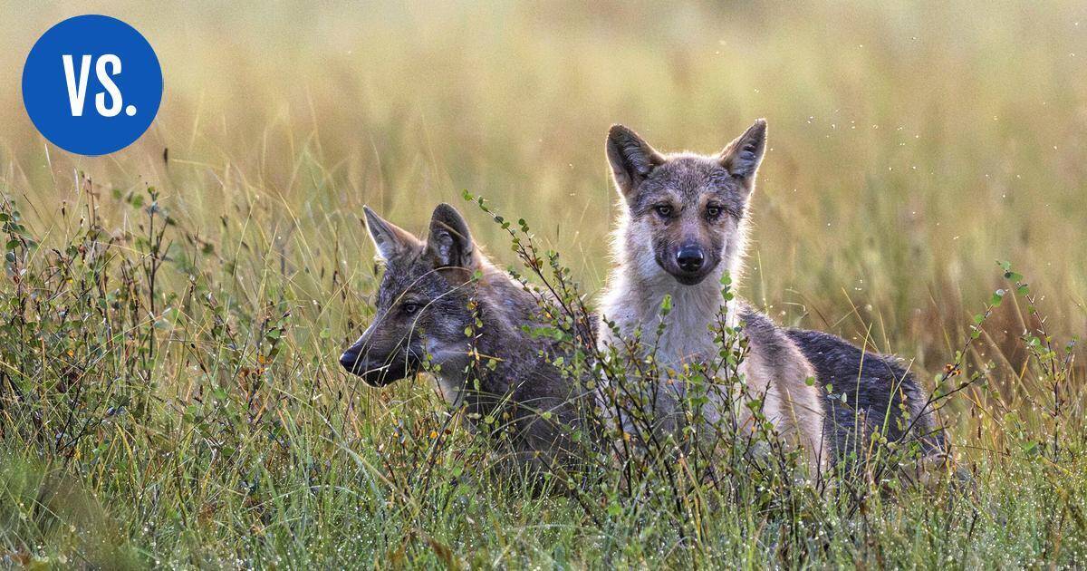 Riistanhoitoyhdistyksen puheenjohtaja: Vantaan susitilanne on muuttumassa | Paikalliset - Vantaan Sanomat