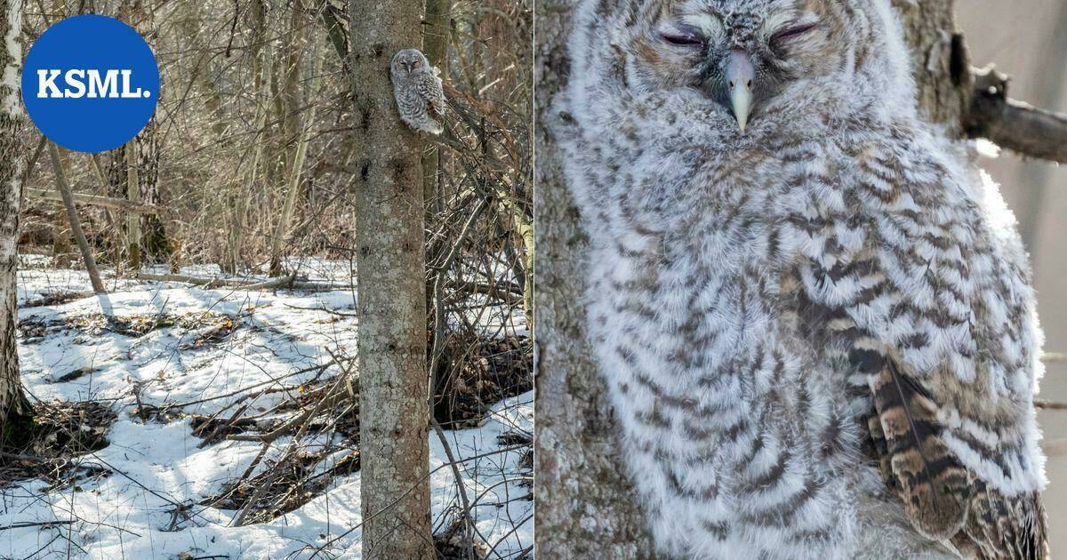 Muuttuva luonto | Todella yllättävä havainto jyväskyläläisessä metsässä: jo vuodenvaihteessa pesineellä lehtopöllöllä on ilmeisesti neljä poikasta | Teemat