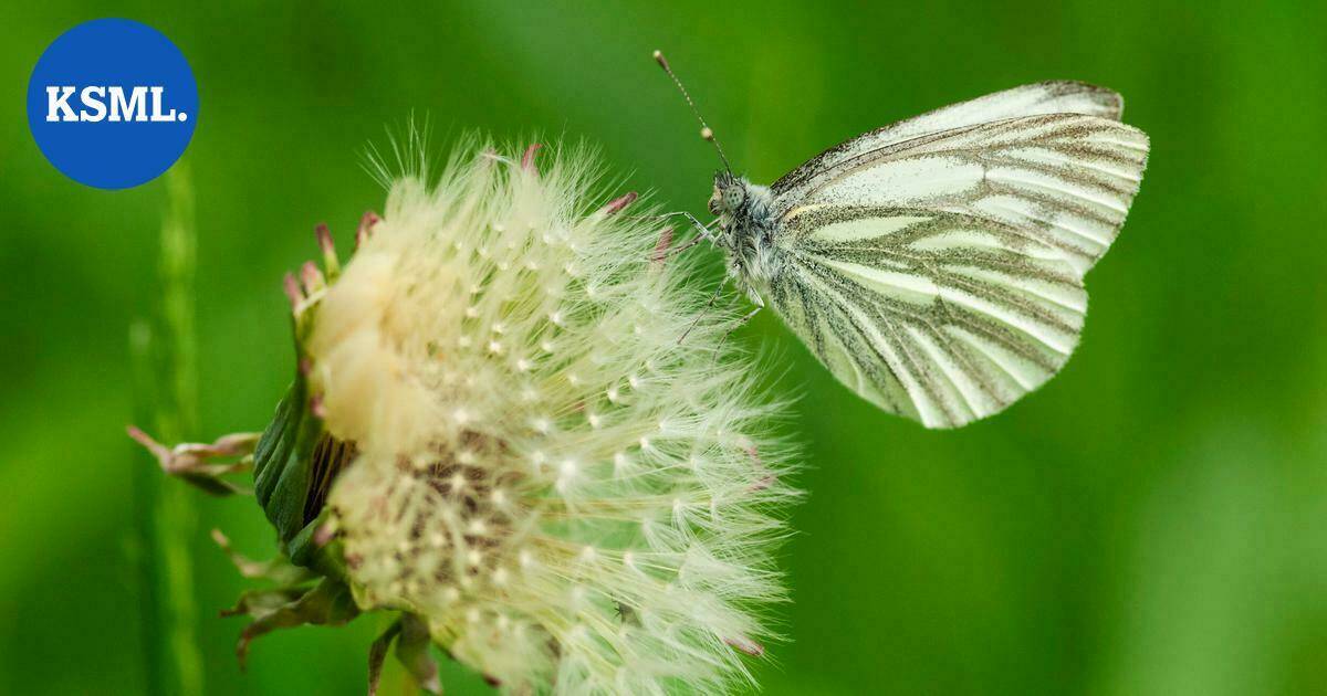 Luonto kuvaan | Päiväperhosten lento kertoo, että kesä on saapunut – muun muassa näitä lajeja voit nähdä toukokuussa | Teemat