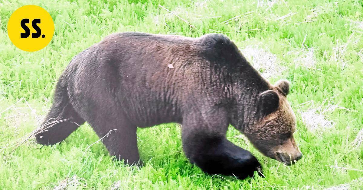 Karhun kohdannut nainen Ylelle: "Peto örähteli niskaan" – tämä kikka taltuttaa hyökkäävän otson | Uutissuomalainen