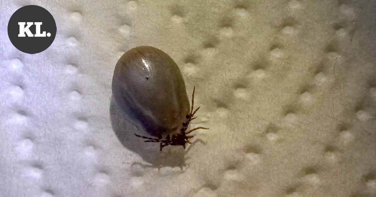 Kymenlaaksossa todettu aiempia vuosia enemmän puutiaisaivotulehdusta – Vielä ei ole aika vähentää suojausta | Paikalliset