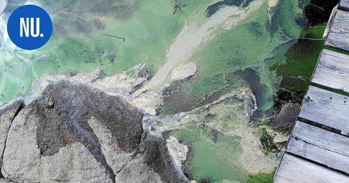 Ympäristö | Helpottava tieto Nurmijärven sinilevästä: näillä kahdella rannalla on nyt turvallista polskia | Paikalliset