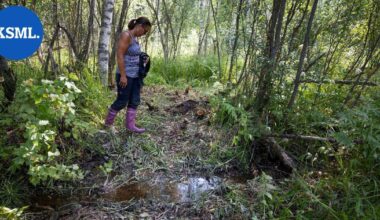 Toivakkalaisen Satu Kallisen maille tultiin ajelemaan mönkijällä, asentamaan kamera ja rakentamaan silta – nuori mies narahti itse teossa | Keski-Suomi