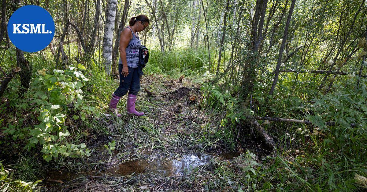 Toivakkalaisen Satu Kallisen maille tultiin ajelemaan mönkijällä, asentamaan kamera ja rakentamaan silta – nuori mies narahti itse teossa | Keski-Suomi