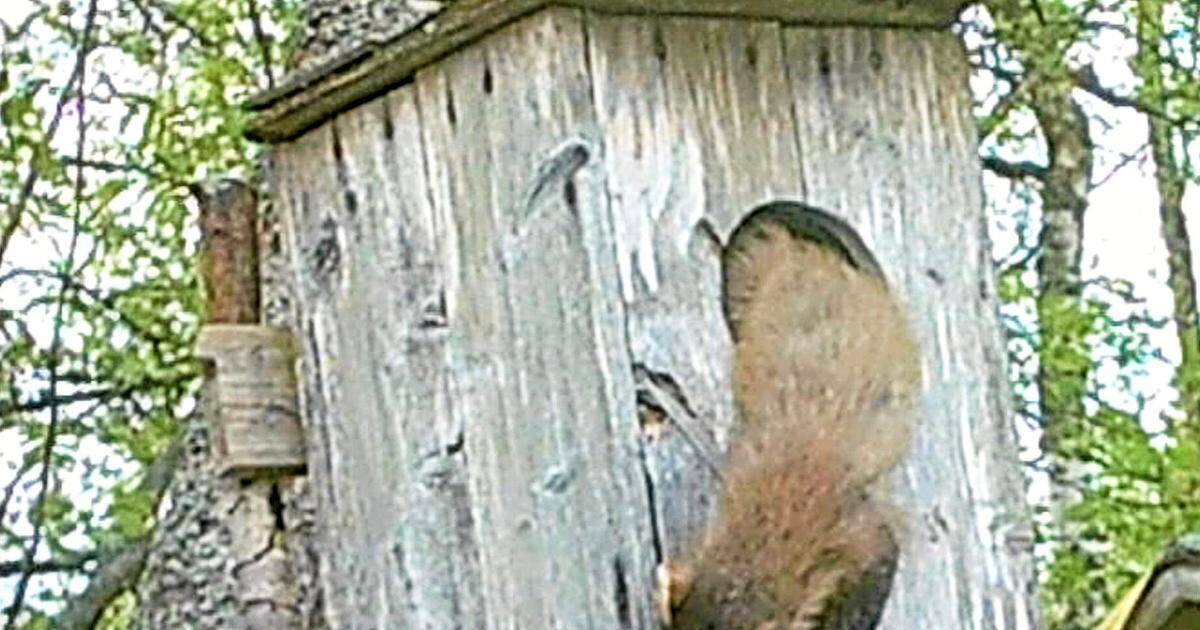 Luonnosta | Viidessä telkänpöntössä nolla poikasta? – Riistakamera paljasti mahdollisen syyllisen | Paikalliset